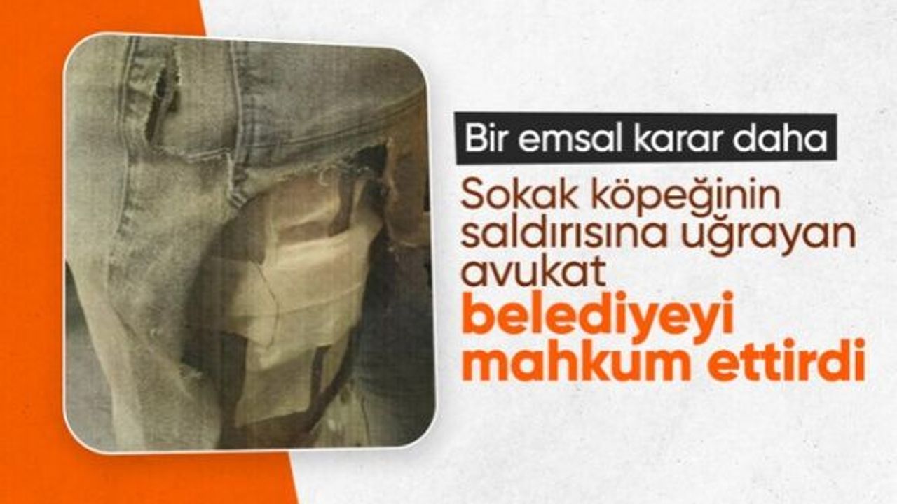 İzmir'de sokak köpeği saldırısı! Avukatın tazminat talebi mahkemeden sonuçlandı