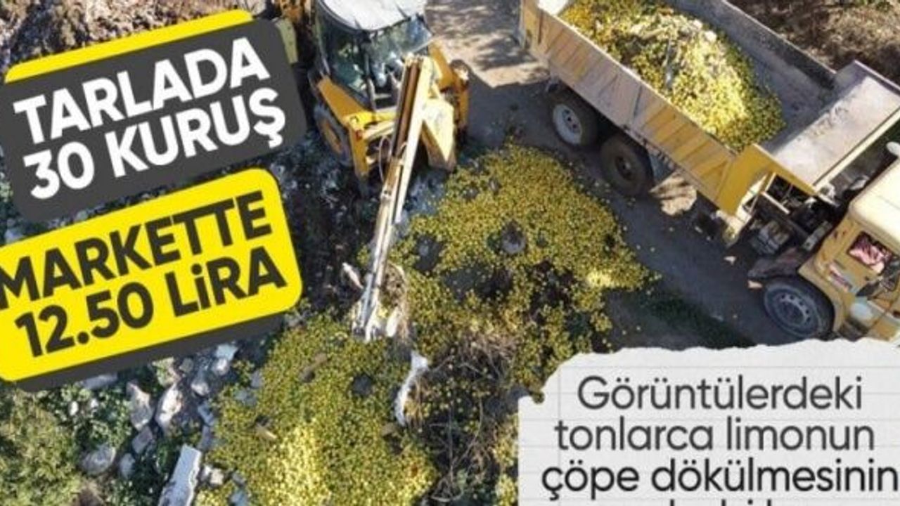 Tonlarca limon dere yatağına döküldü