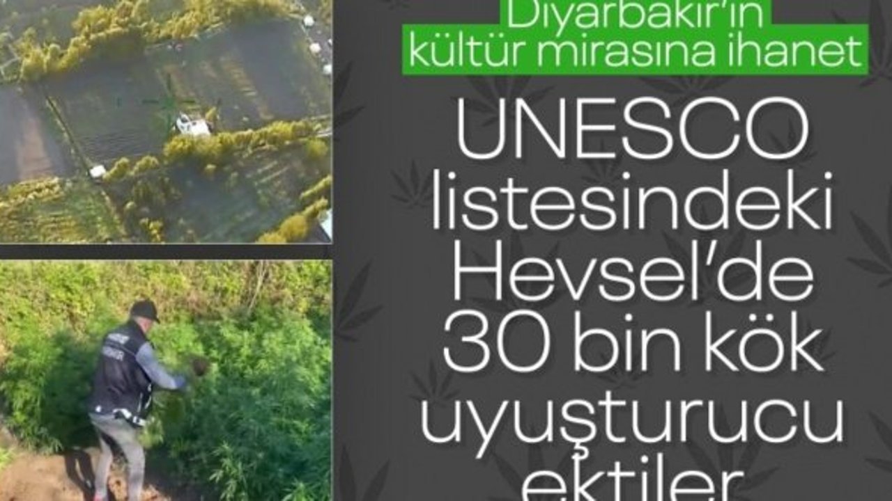 Diyarbakır'da 5,3 ton esrar üretilebilecek 30 bin kök kenevir ele geçirildi