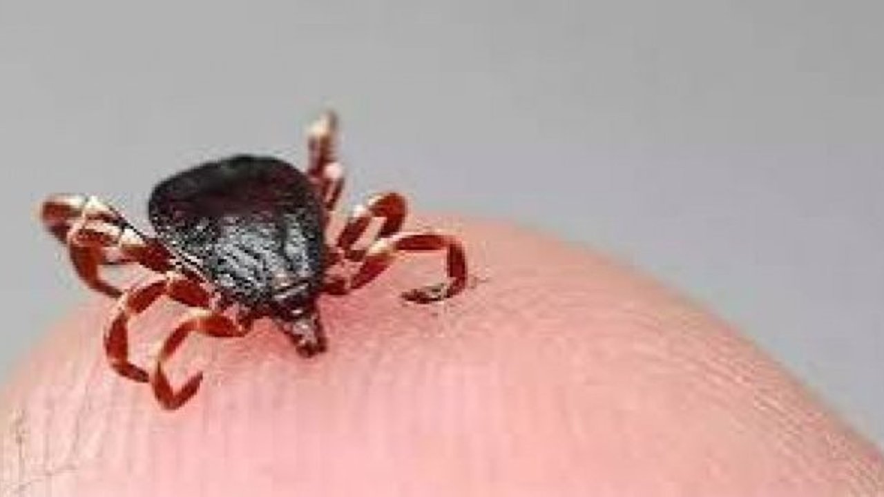 Sıcaklarla kene popülasyonu yükseliyor: KKKA riski artıyor