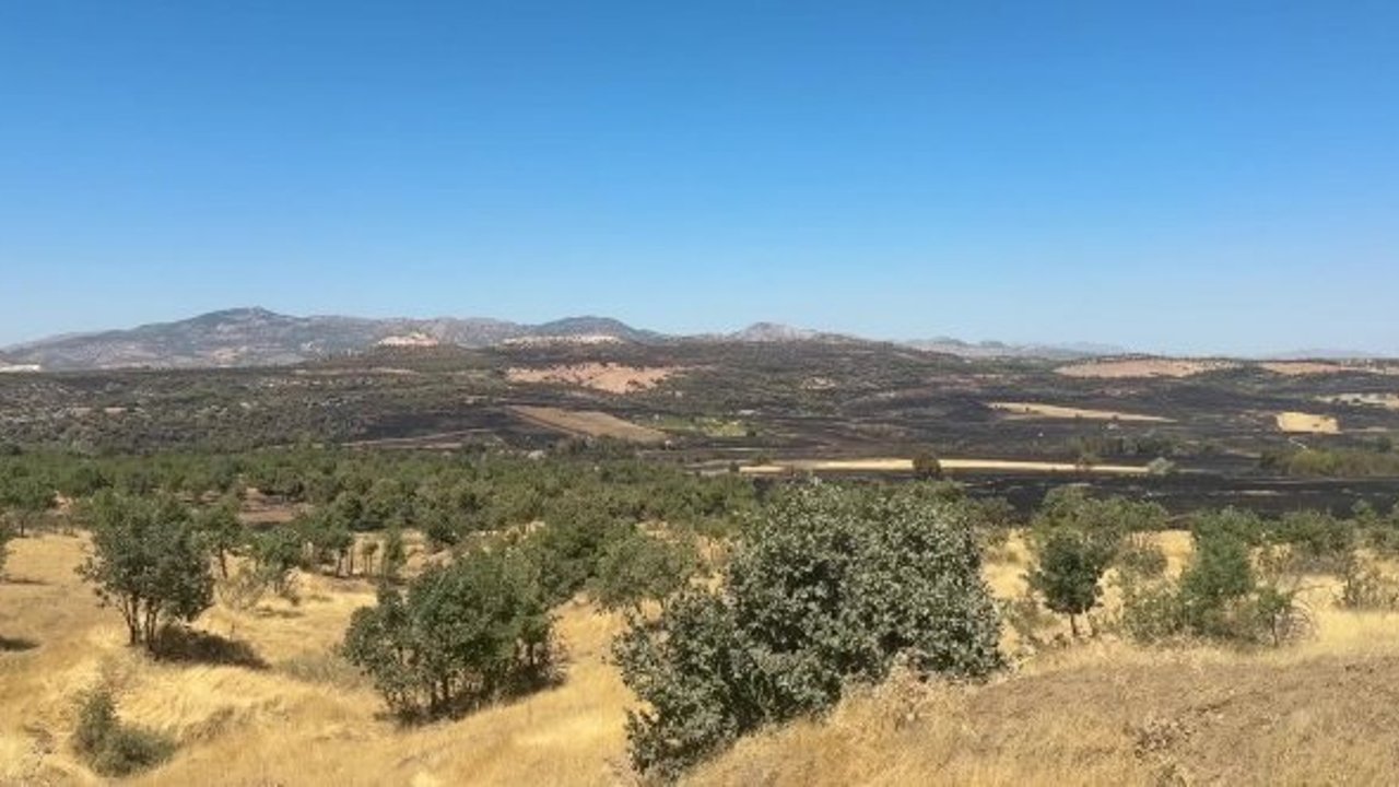 Diyarbakır’daki orman yangınında 230 hektar zarar gördü