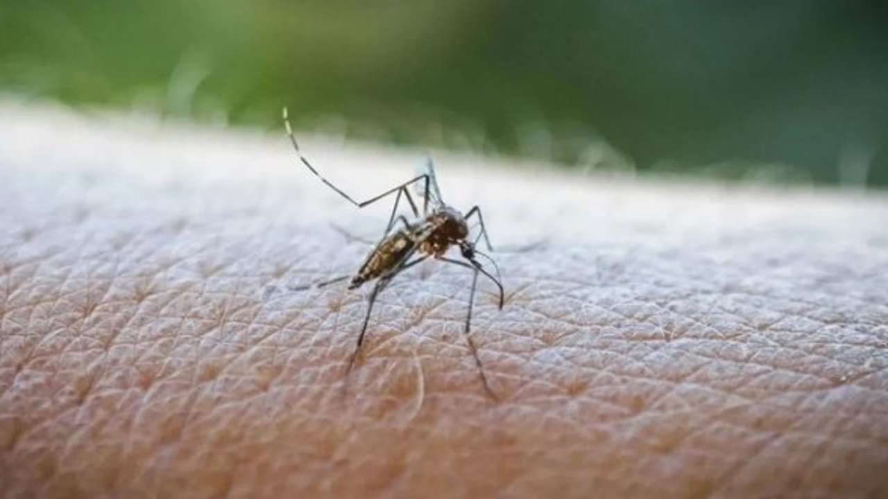 DSÖ'nün uyardığı Chikungunya virüsü tehlikeli değil