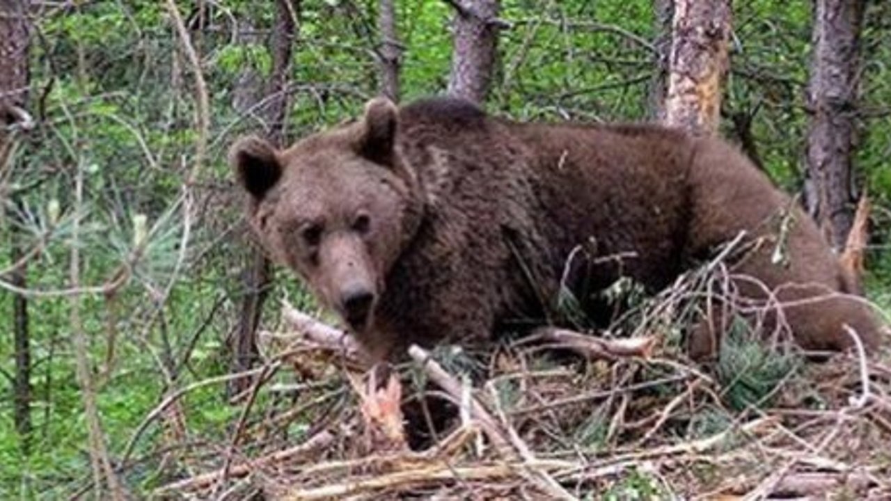 Ayı saldırısı: 11 öğrenci ve öğretmen yaralandı