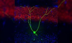 Beyin ve Hafızanın Gizemli Dünyası: ENGRAM