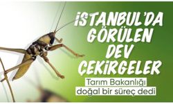 Tarım ve Orman Bakanlığı: Türkiye'de çekirge istilası yok