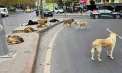 Başıboş köpeklere yönelik 81 ilde denetim yapılacak