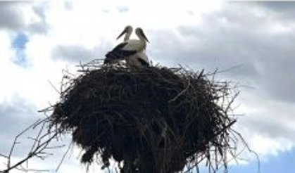 Leylekler ve Tünekler