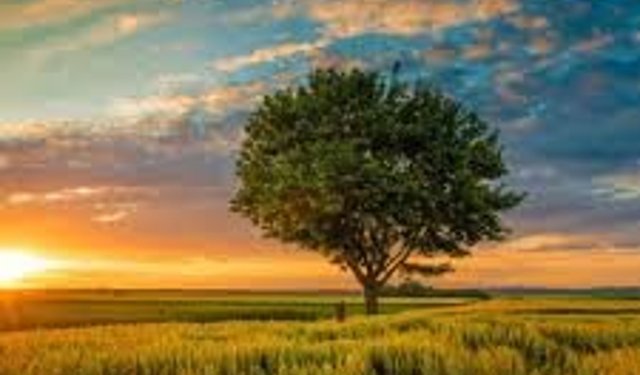 Düşlerin Bilgeliği