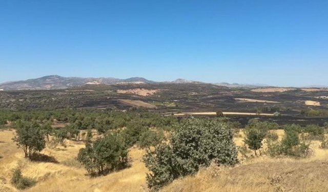 Diyarbakır’daki orman yangınında 230 hektar zarar gördü