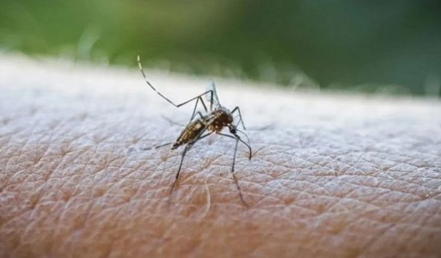 DSÖ'nün uyardığı Chikungunya virüsü tehlikeli değil