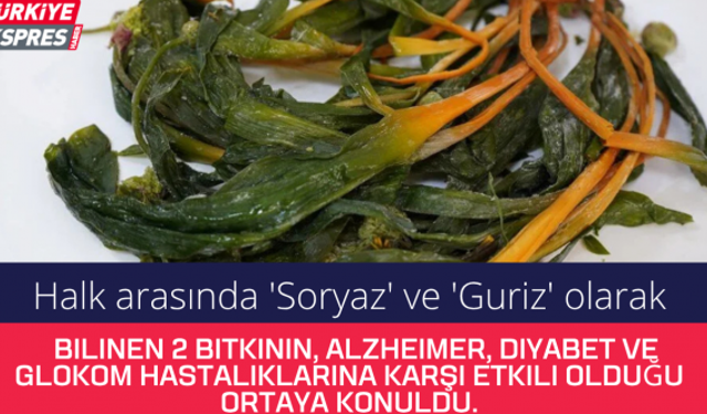 Halk arasında 'Soryaz' ve 'Guriz' olarak bilinen 2 bitkinin, Alzheimer, diyabet ve glokom hastalıklarına karşı etkili olduğu ortaya konuldu.
