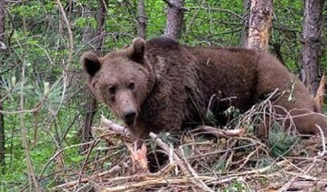 Ayı saldırısı: 11 öğrenci ve öğretmen yaralandı