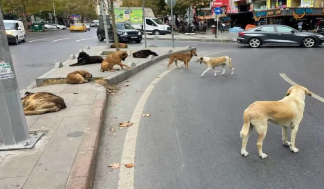 Başıboş köpeklere yönelik 81 ilde denetim yapılacak