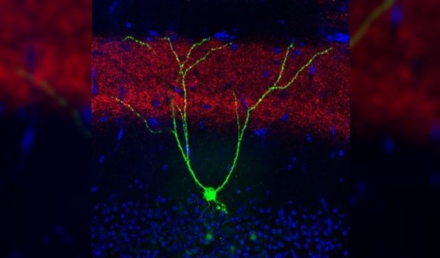 Beyin ve Hafızanın Gizemli Dünyası: ENGRAM