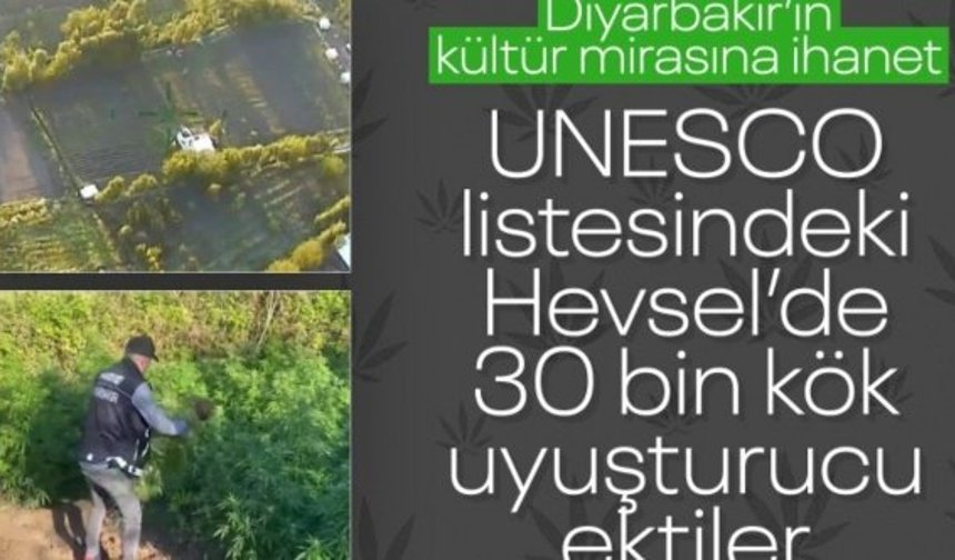Diyarbakır'da 5,3 ton esrar üretilebilecek 30 bin kök kenevir ele geçirildi