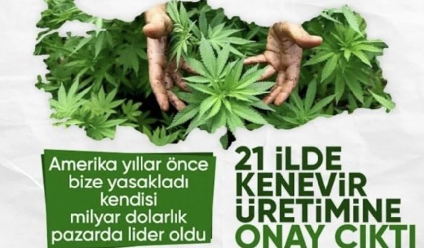 Resmi Gazete'de yayınlandı: 21 ilde kenevir üretimi yapılabilecek