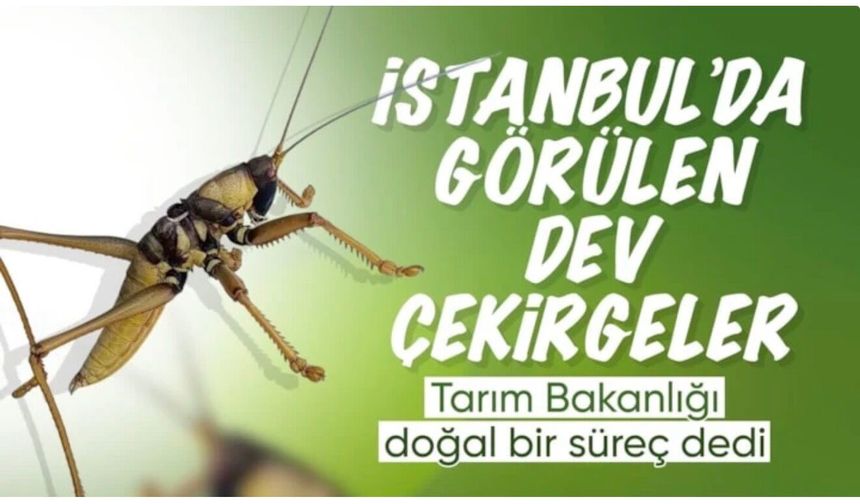 Tarım ve Orman Bakanlığı: Türkiye'de çekirge istilası yok