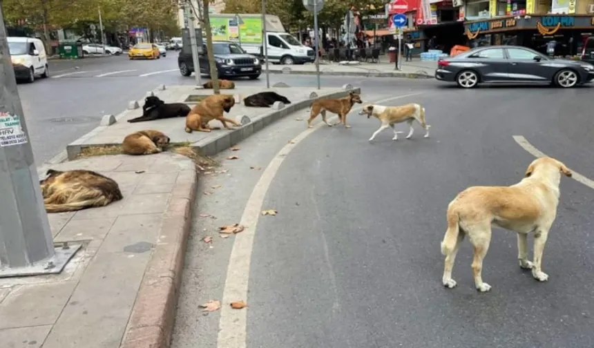 Başıboş köpeklere yönelik 81 ilde denetim yapılacak