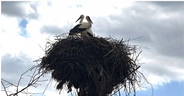 Leylekler ve Tünekler
